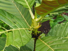 Pentagonia donnell-smithii