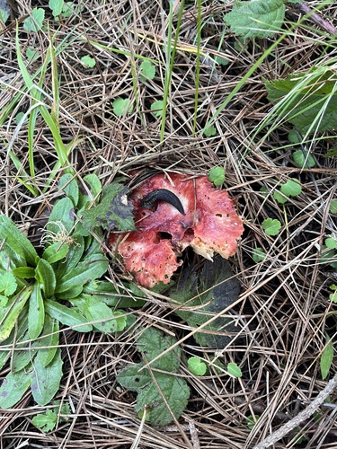 iNaturalist observation photo of Common Gilled Mushrooms and Allies