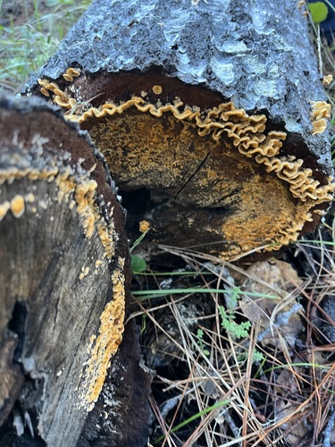 iNaturalist observation photo of hairy curtain crust