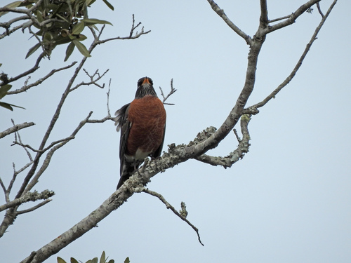 American Robin photographed in South Carolina