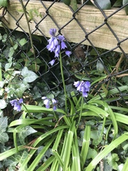 Hyacinthoides