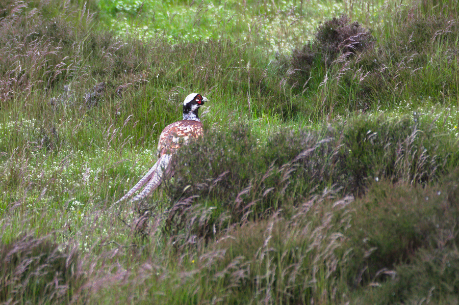 Typical × Long-tailed Pheasants
