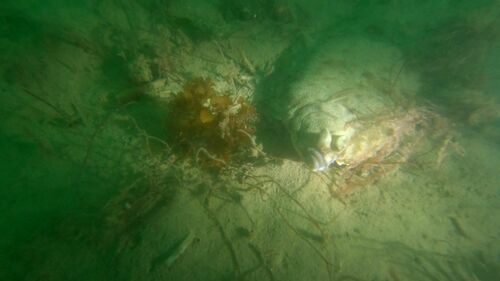 Pacific rock sole (Lepidopsetta bilineata) — Pleuronectidae — 3