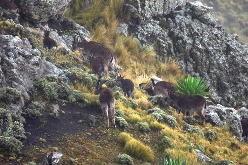 Walia Ibex