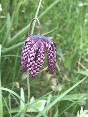 Fritillaria meleagris