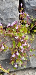 Cymbalaria muralis