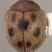 Indian Lady Beetle - Photo (c) Mike Quinn, Austin, TX, some rights reserved (CC BY-NC), uploaded by Mike Quinn, Austin, TX