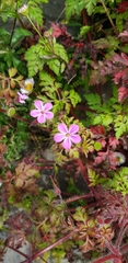 Geranium robertianum