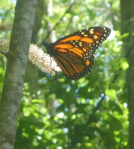 Monarch photographed in Florida