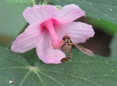 Allobaccha amphithoe