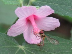 Allobaccha amphithoe