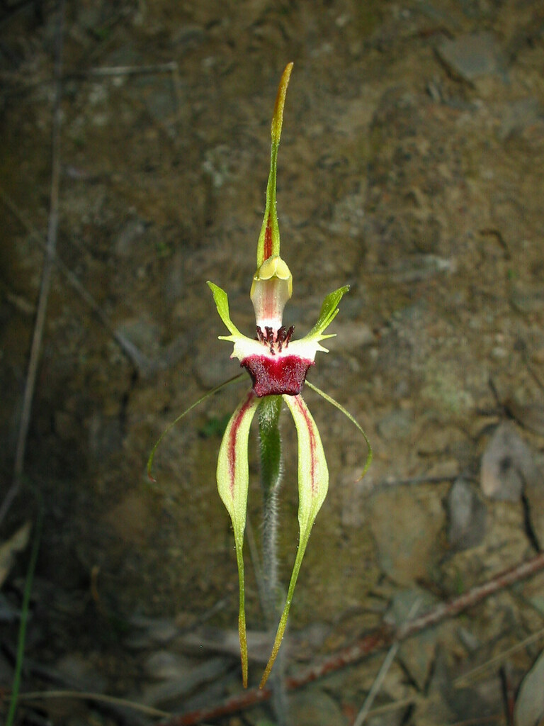 Caladenia parva