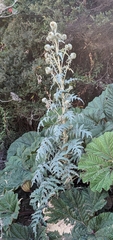 Cirsium subcoriaceum image