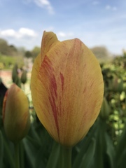 Tulipa gesneriana