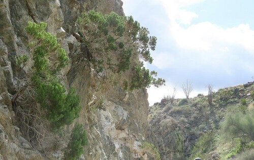 iNaturalist observation photo of Schott's Pygmycedar