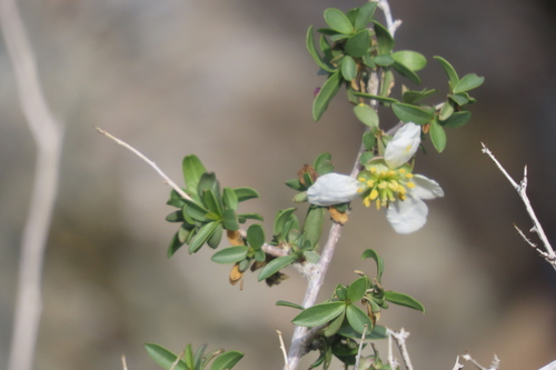 iNaturalist observation photo of Bigelow's crossosoma