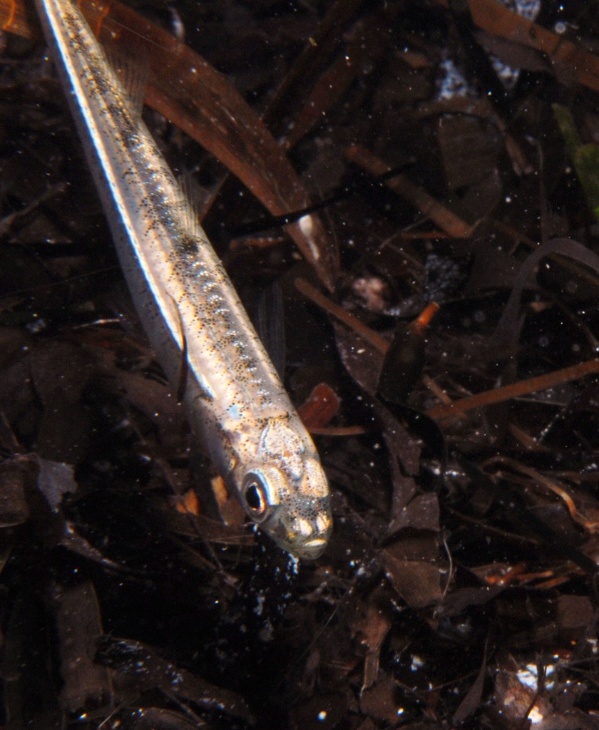 Smallmouth hardyhead (Atherinosoma microstoma) — Atherinidae