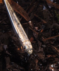 Atherinosoma microstoma