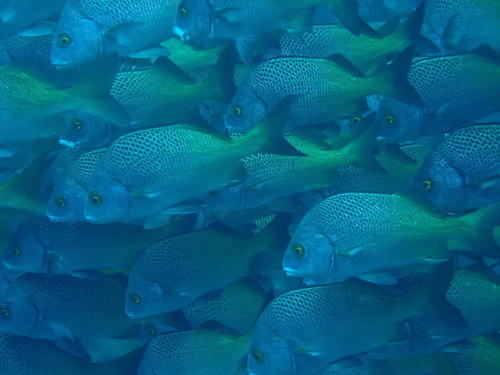 Burrito grunt (Anisotremus interruptus) — Haemulidae — 3