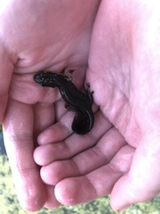 Lissotriton vulgaris