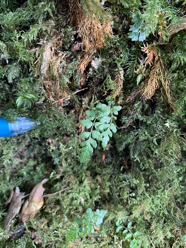 Thelypteris cystopteroides iNat (2)