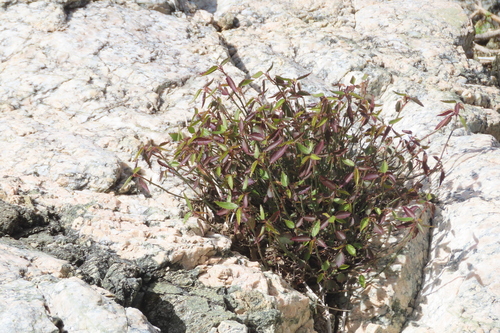 iNaturalist observation photo of California ayenia