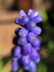 Muscari