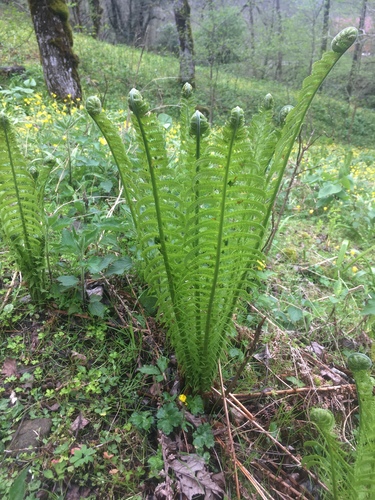 perovník pštrosí (Matteuccia struthiopteris)