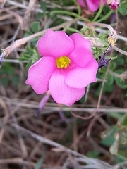 Oxalis hirta