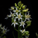 Fremont's Death Camas - Photo (c) Alan Rockefeller, some rights reserved (CC BY)