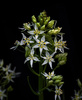 Fremont's Death Camas - Photo (c) Alan Rockefeller, some rights reserved (CC BY)