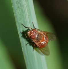 Calliphora ochracea