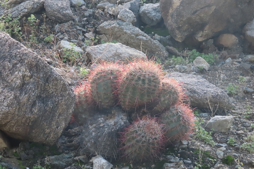 iNaturalist observation photo of California Barrel Cactus
