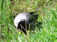 Corvus cornix