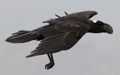 Thick-Billed Raven photo 4