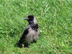 Corvus cornix