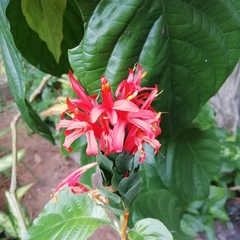 Pachystachys coccinea