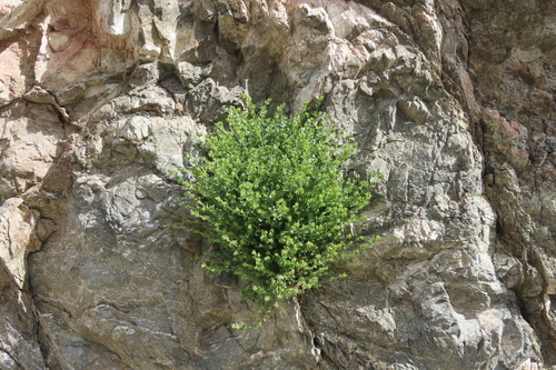 iNaturalist observation photo of slender-lobed four o'clock