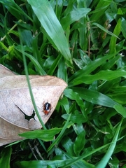 Hemithyrsocera palliata