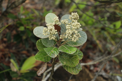 Argophyllum grunowii observed 2024-01-24