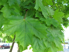 Acer platanoides