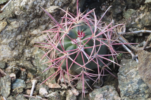 iNaturalist observation photo of California Barrel Cactus