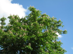 Aesculus hippocastanum