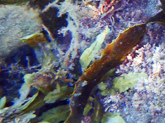 Halophila decipiens