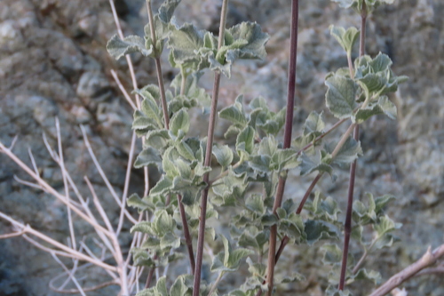 iNaturalist observation photo of desert lavender