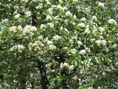 Scandosorbus intermedia