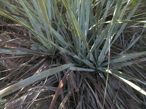 Image of Nolina interrata by no rights reserved