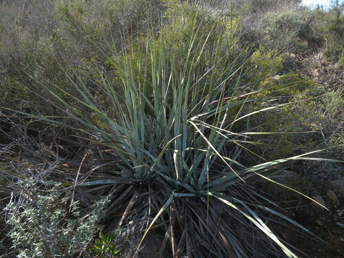 Image of Nolina interrata by no rights reserved