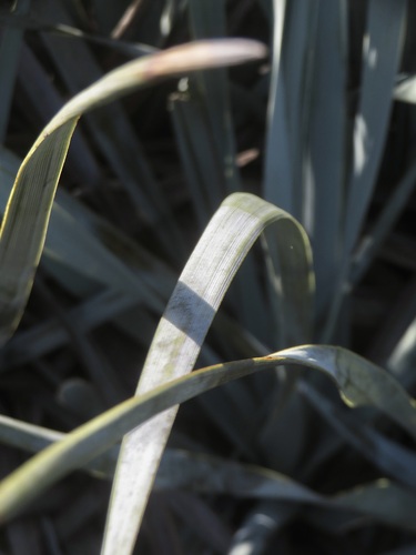 Image of Nolina interrata by no rights reserved