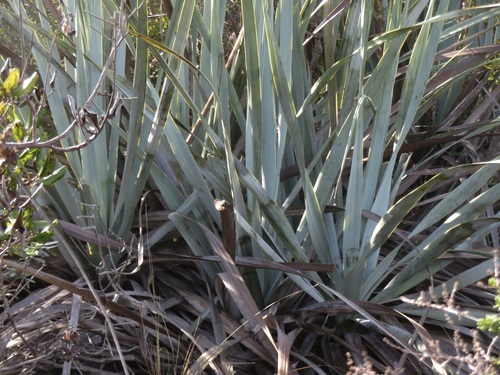 Image of Nolina interrata by no rights reserved